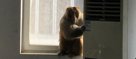 辦公室裝修魅力大，獼猴君亂入來“串門”！