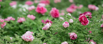 國花民意調查出爐   國花牡丹如何用于商業主題裝修設計