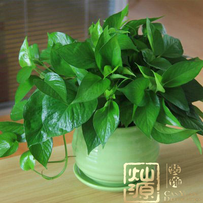 綠蘿圖片 綠蘿圖片